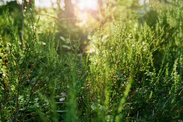 Grass in the forest in the sun.