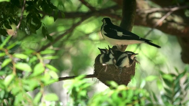 an australian magpie lark parent feeds babies on a nest in a tree