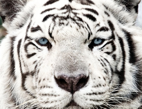 Bengal White Tiger Close Up (Panthera tigris tigris)