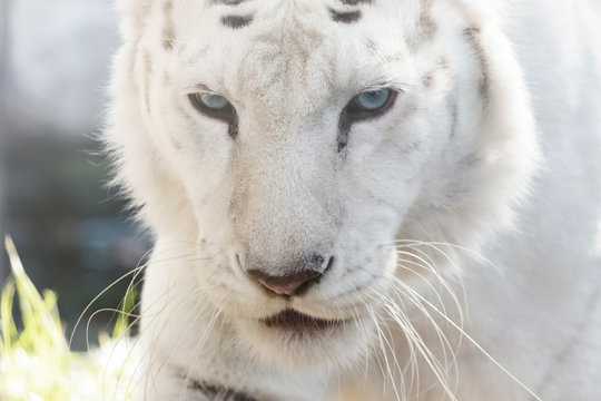 Bengal White Tiger Close Up (Panthera tigris tigris)