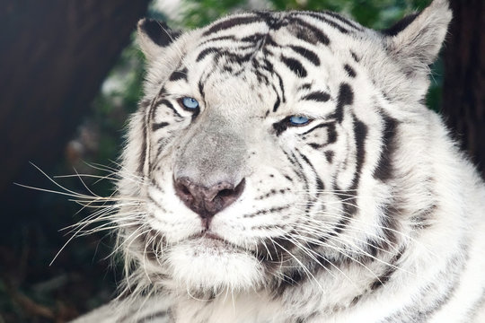 Bengal White Tiger Close Up (Panthera tigris tigris)