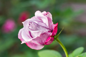  Violett, weiße und rote Rose im Park