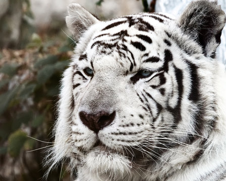 Bengal White Tiger Close Up (Panthera tigris tigris)
