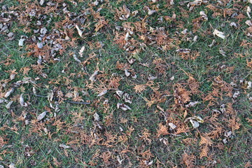 brown plants on green grass
