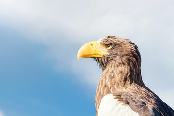 Steller's sea eagle portrait (Haliaeetus pelagicus)