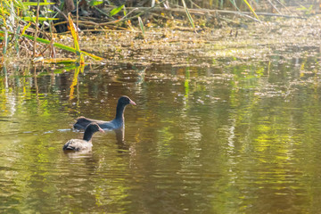 Eurasian Coot, black duck, Common coot (Fulica atra)