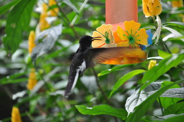 Colibri comiendo © hernan