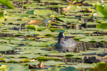 Eurasian Coot, black duck, Common coot (Fulica atra)