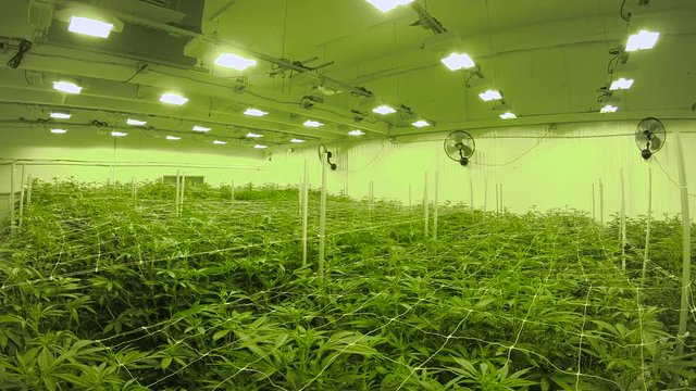 Looking Over Leafy Marijuana Plants Growing with Green Dreamy Lighting
