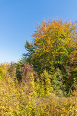 Naklejka premium Autumn landscape of Ruen Mountain - northern part of Vlahina Mountain, Kyustendil Region, Bulgaria