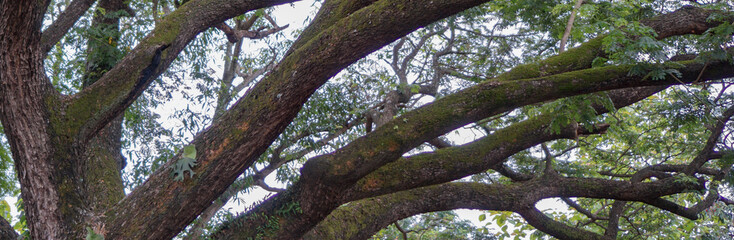 Tree banner with large branches extending out.