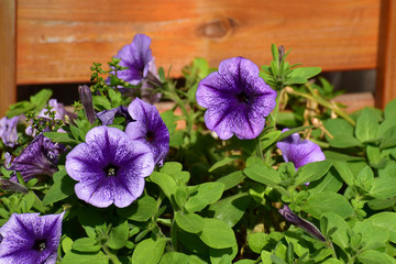 紫のペチュニア