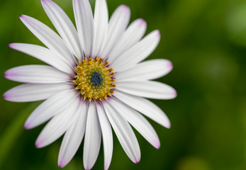 Fototapeta premium White flower on abstract background