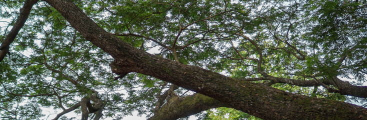 Obraz premium Tree banner with large branches extending out.