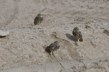 Burrowing Owls