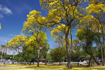 Ipês amarelos floridos