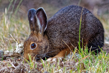 Snowshoe Hare