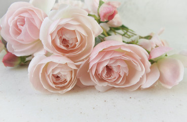 Pink roses isolated on white background. Perfect for background greeting cards and invitations of the wedding, birthday, Valentine's Day, Mother's Day..
