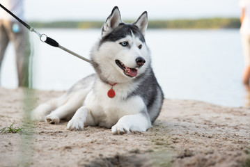 Happy husky near the lake 