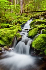 Poster de jardin Cascades Une petite cascade qui coule près de Sol Duc Falls, Olympic National Forest, Washington, USA
