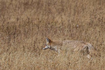 Coyote (canis latrans) hunting in the grasslands