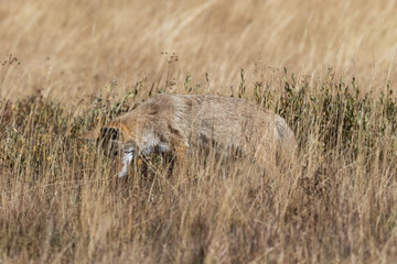 Coyote (canis latrans) hunting in the grasslands