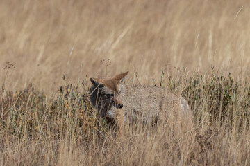 Coyote (canis latrans) hunting in the grasslands