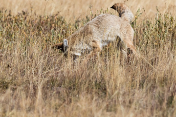 Coyote (canis latrans) hunting in the grasslands