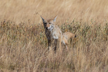 Coyote (canis latrans) hunting in the grasslands