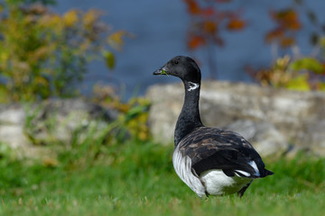 Brant Goose Portrait in Fall