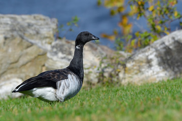 Brant Goose Portrait in Fall