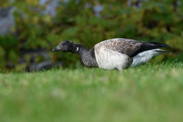 Brant Goose Portrait in Fall