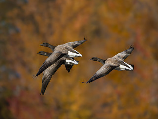 Brant Geese in Flight in Fall