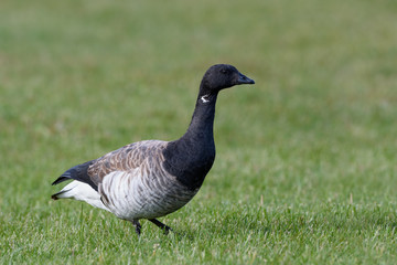 Brant Goose Portrait in Fall