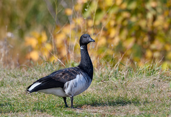 Brant Goose Portrait in Fall