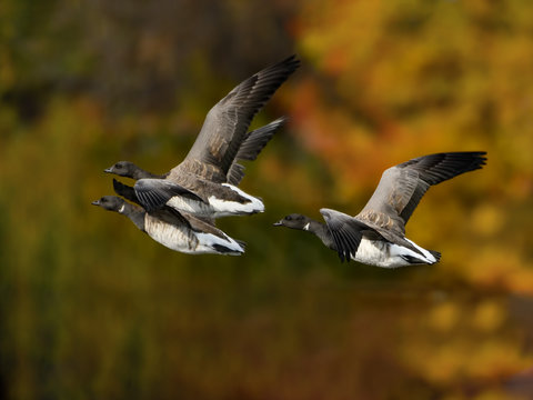 Brant Geese in Flight in Fall