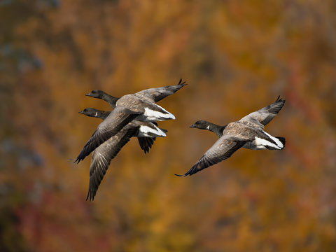Brant Geese in Flight in Fall