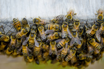 enjambre de abejas colmena amarillas con rayas naturaleza