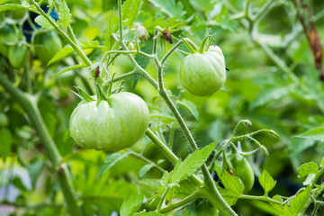 Fototapeta premium organic green tomatoes