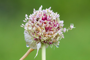 organic garlic flower