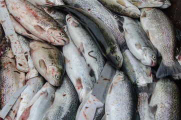 pescado fresco limpieza vísceras recién pescado