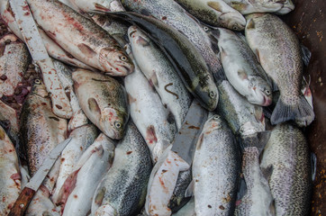 pescado fresco limpieza vísceras recién pescado