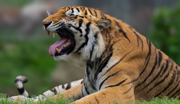 Bengal tiger roaring