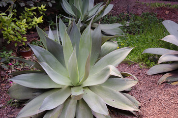 maguey mexicano verde espinas