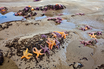 Fototapeta na wymiar Sea stars pisaster ochraceus clustered at low tide on a Washington state beach
