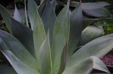 Obraz premium maguey mexicano verde esinas planta