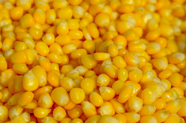 background of corn