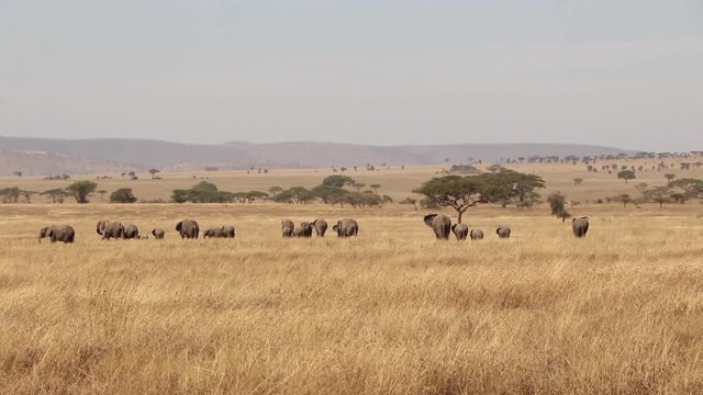 Herd of African Elephants in the Distance of Serengeti Plains Tanzania SLOW MOTION