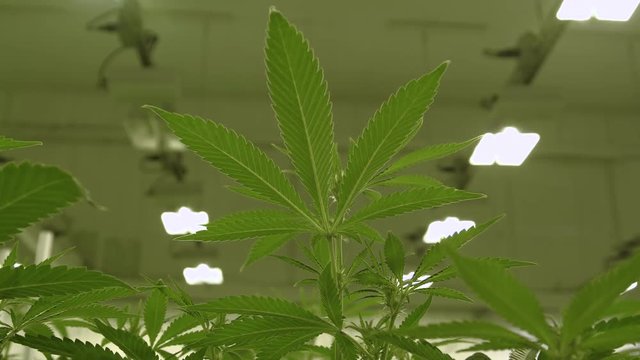 Marijuana Leaf Growing on Cannabis Plant at Indoor Farm