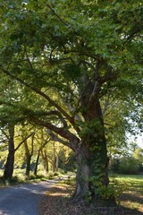 Bouaye - Allée d'arbres au Domaine du Château de la Mévellière